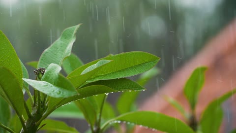 Raindrops on the leaves close-up photography