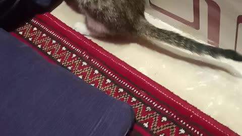 My Cutie Cat Playing Funny