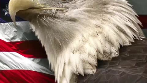 2048. 🇺🇸 ULTRA MAGA PARTY 🇺🇸