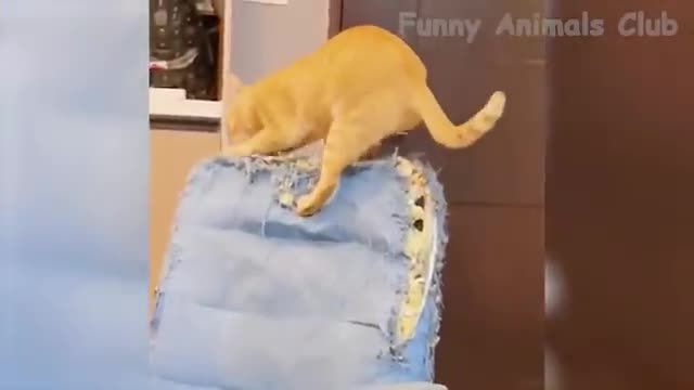 Funny Animal Videos 2022 - Funniest Cats And Dogs Videos #28