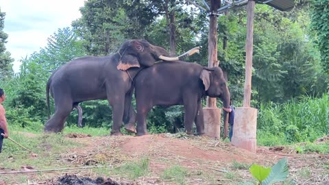 Cute Elephant matting