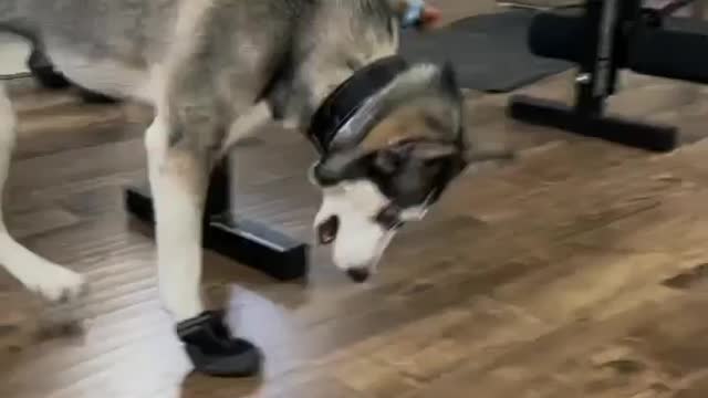 Husky in some Shoes LOL