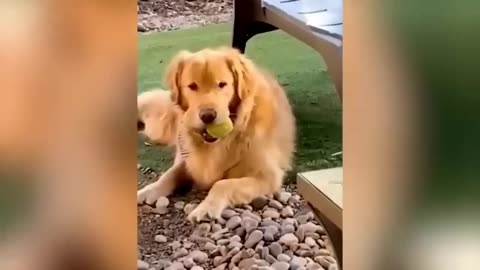 Funniest Animals 2023 😂 Funny Cats and Dogs 😺🐶 Funny Animal Videos #4