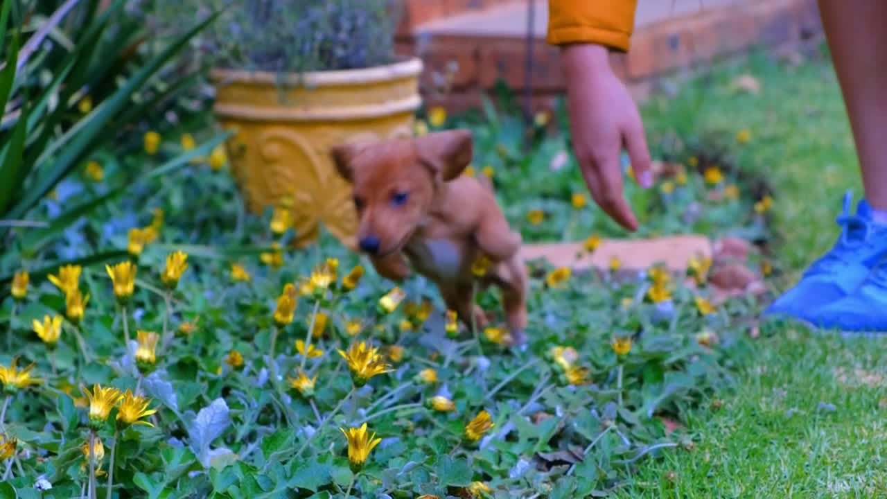 🔴 Funny and Cute dog Videos _ Funny Puppy Videos 2022