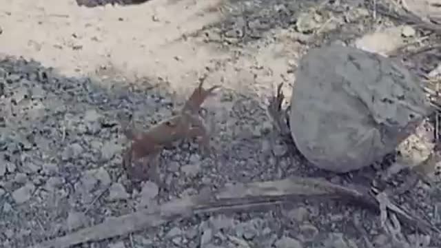 Crab amputates own limb_Cut