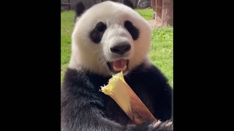 Adorable pandas eat bamboo shoots