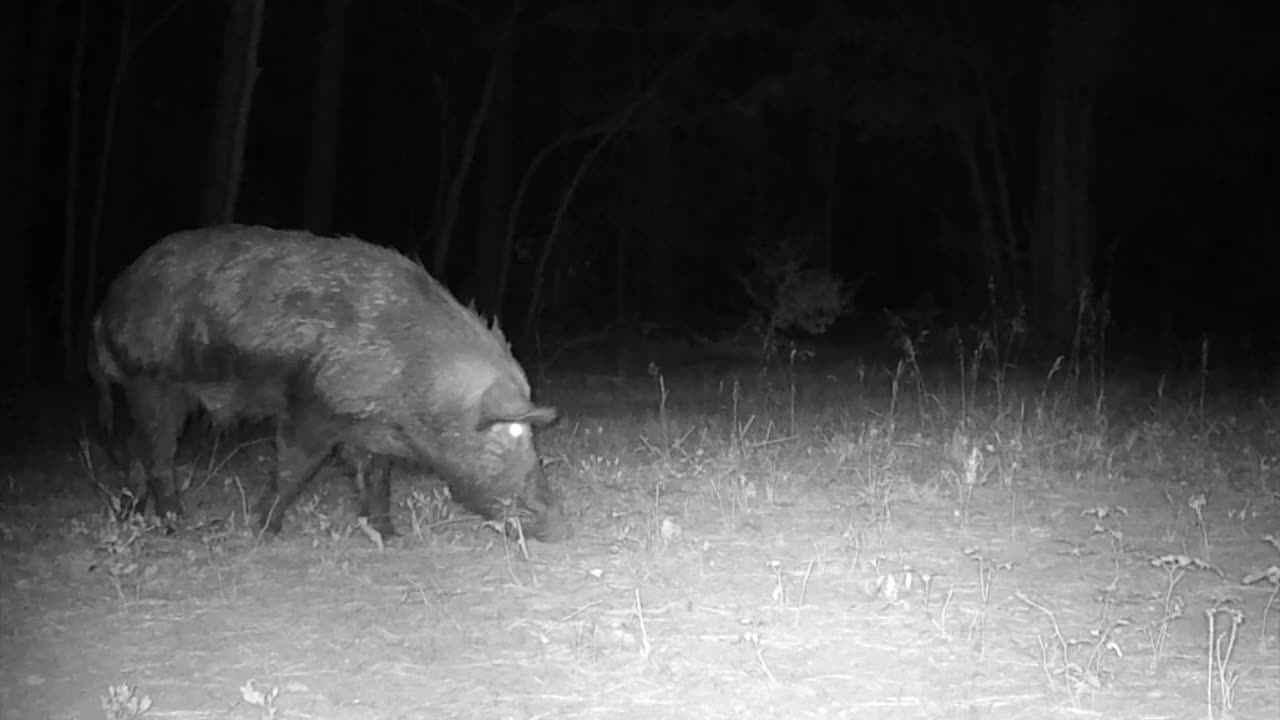 Everyone showed up this week, TX Night Hog's & Deer Wkly 9/28/24