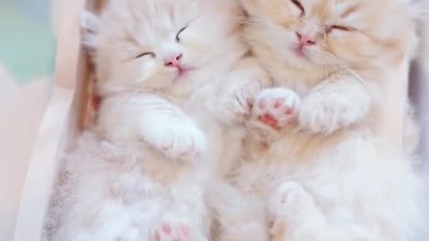 So cute 🥰