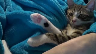 Cat Being Cute ASMR 1