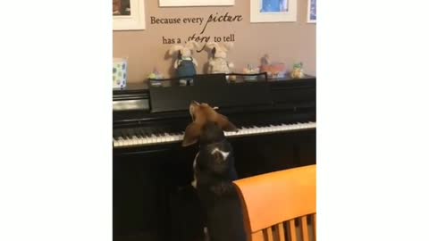 Singing and playing the piano dog