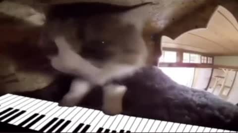 It's fun when cats play songs