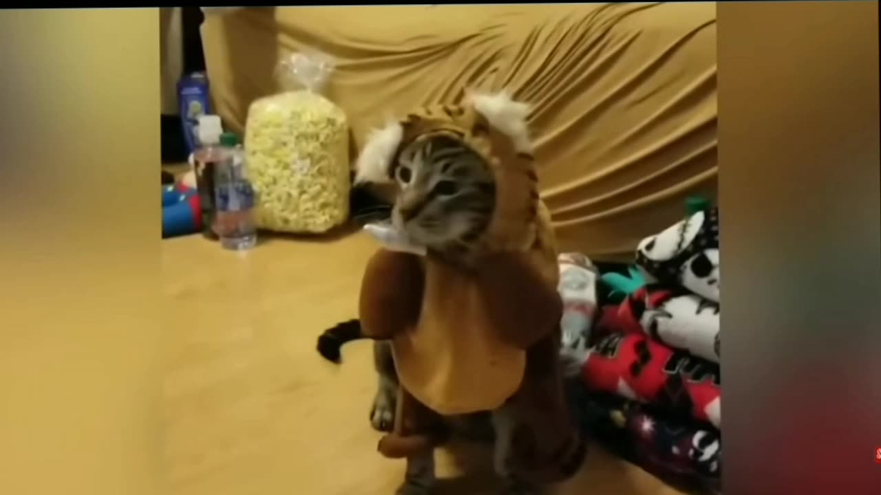 Funny pets 🤣