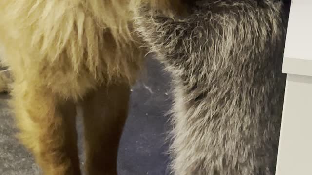 Raccoon Tries to Get Chow Chow Friend to Play