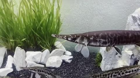 aquarium and fish