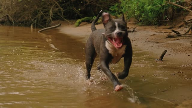 Dog playing and have fun