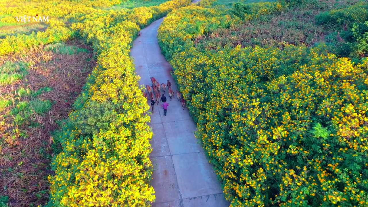 Wildflower season is in full bloom on the roads in Vietnam.