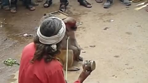 Monkey funny video