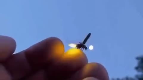 firefly