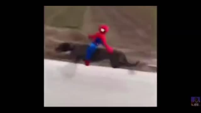 Spider-man on a dog