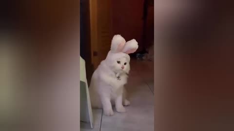 Cute cats
