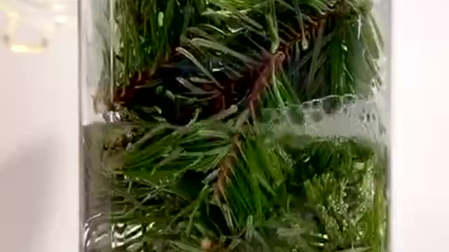 For anyone with a live pine tree
