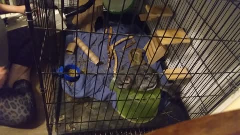 Cleaning Zelda's Cage Part 1