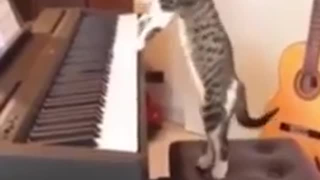 Melodious Cats-This Cute Cat plays Piano