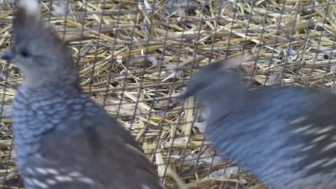 The welcome given to young quails after they were transferred to the large coop