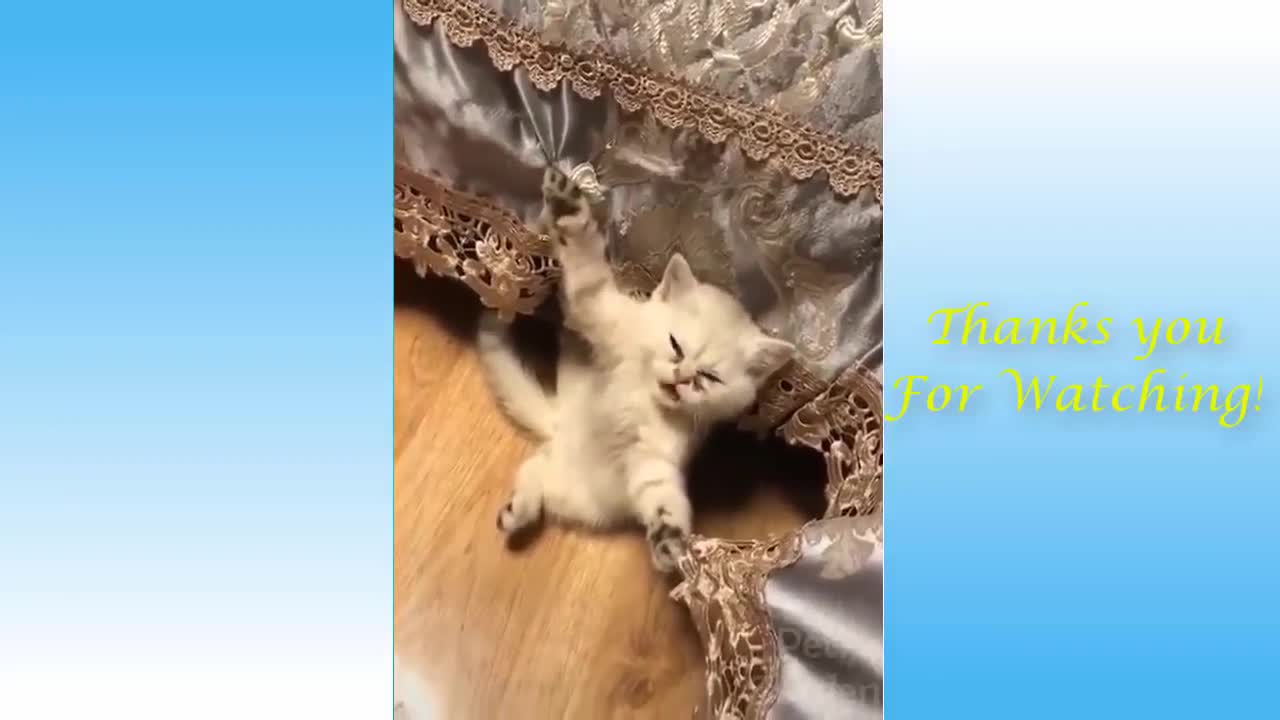 Amazing cute Funny Animal's video
