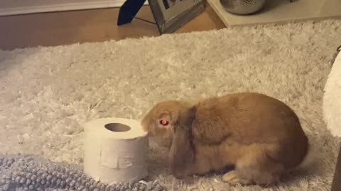 Bunny Drop Kicks a Toilet Paper Roll
