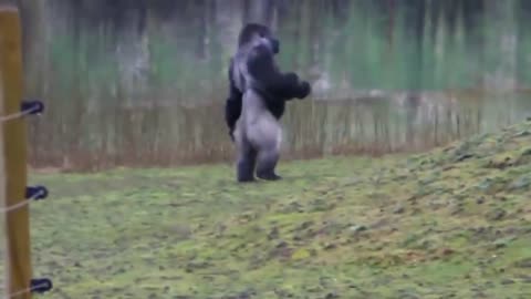 Genius animals