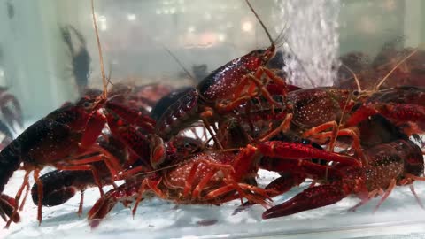 Crayfish in the water