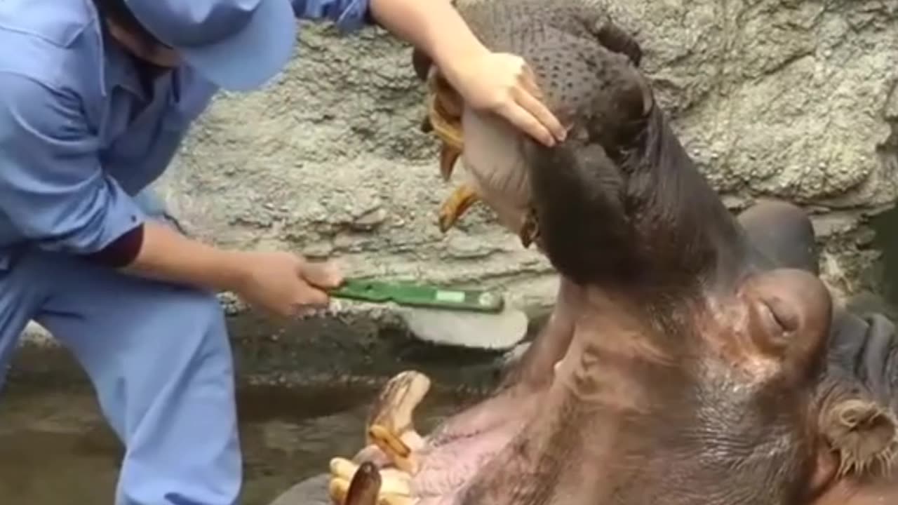 hippopotamo