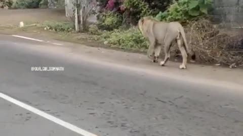 Wildlife in closer view with a natural perspective.