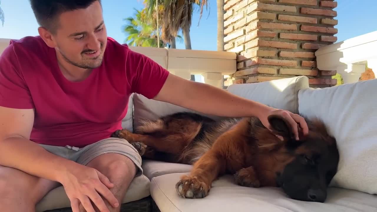 Trying to Wake Up My Cute German Shepherd Puppy