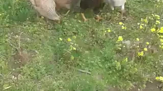 Amazing chicken searching for food