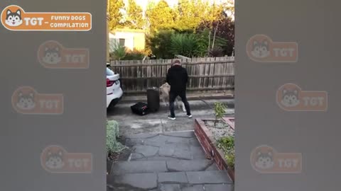 Most Emotional Dogs Reunions with Their Owners That Will Melt Your Heart