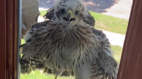 Standoff With A Young Cooper's Hawk