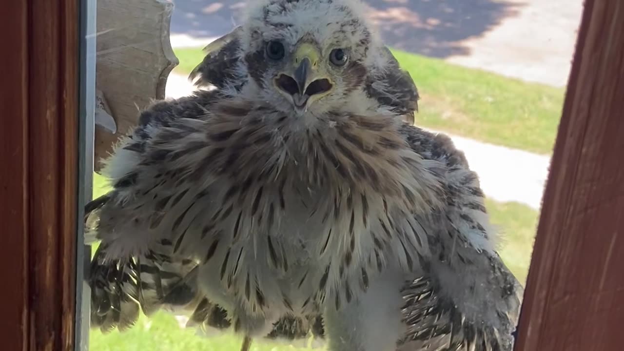 Standoff With A Young Cooper's Hawk