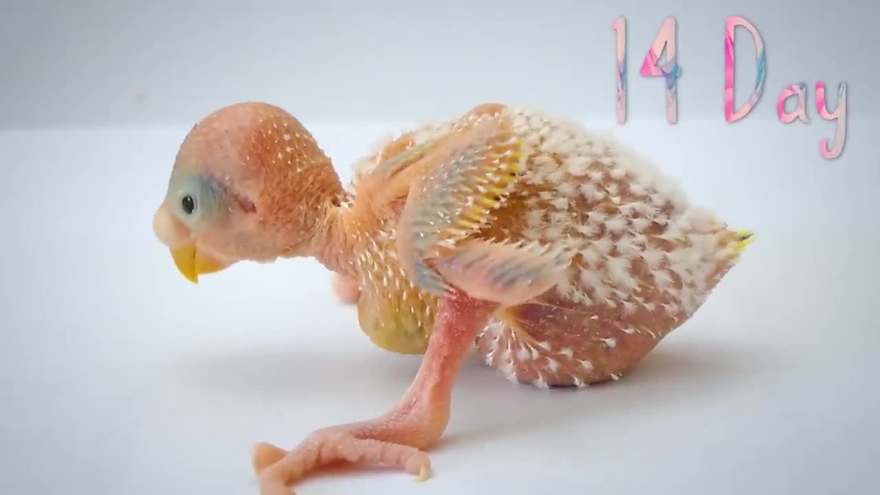 BUDGIE GROWTH STAGES | First 44 Days of Babies Timelapse