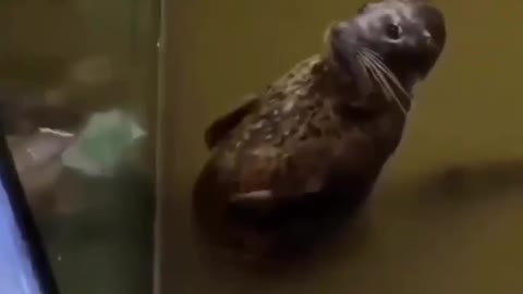 Funny Seal infront a mirror