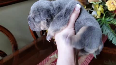 Bulldog Puppy 13 days old