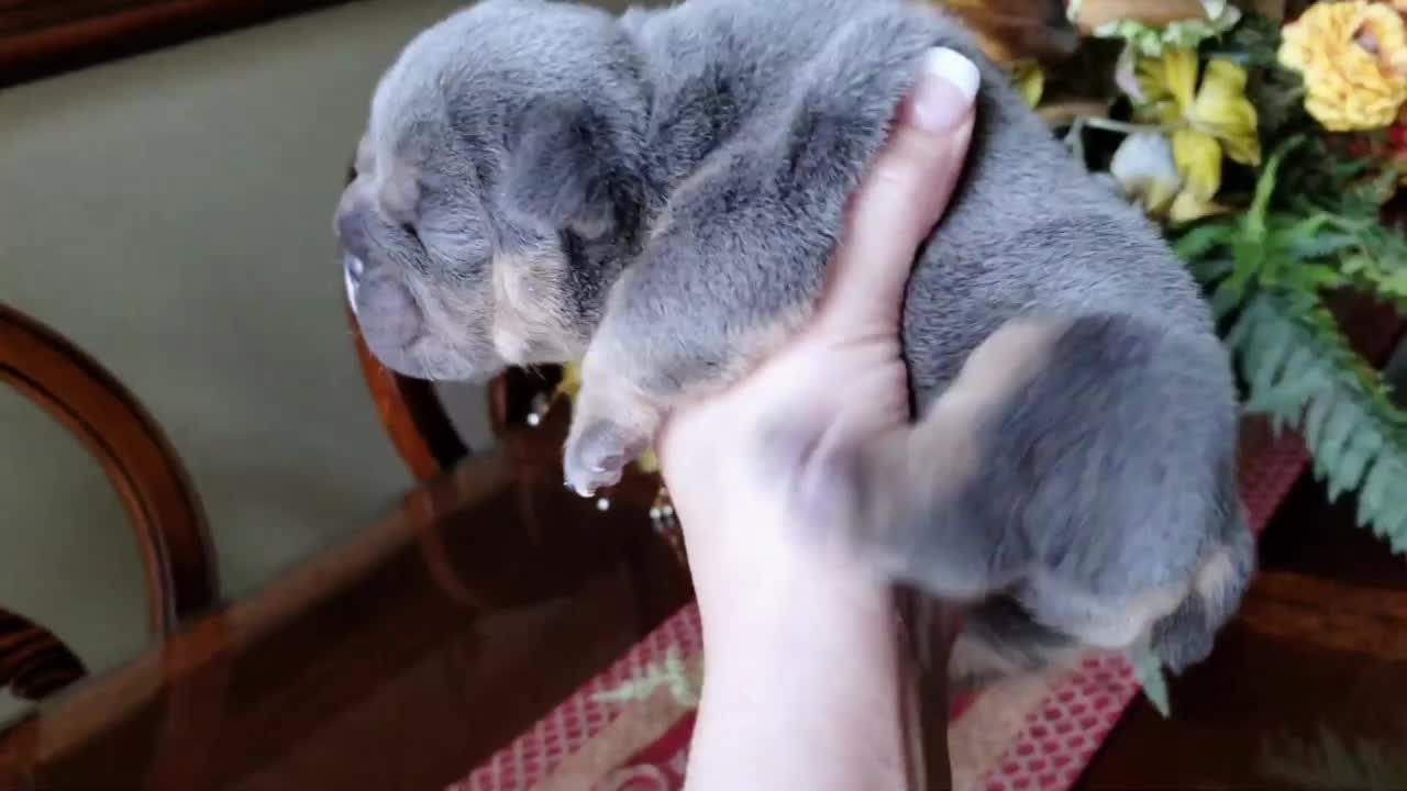 Bulldog Puppy 13 days old