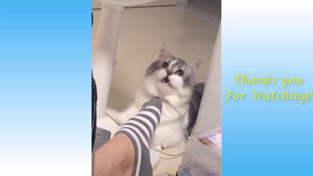 cute cat's amazing reaction of his owners smelly socks