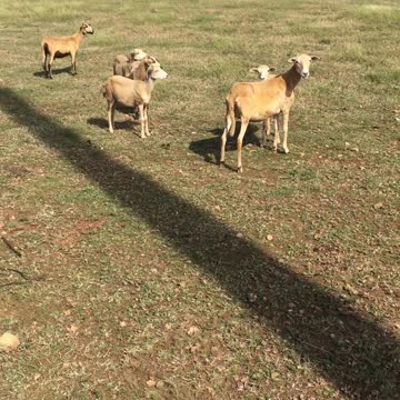 THEY ARE VERY POWERFUL TOGETHER