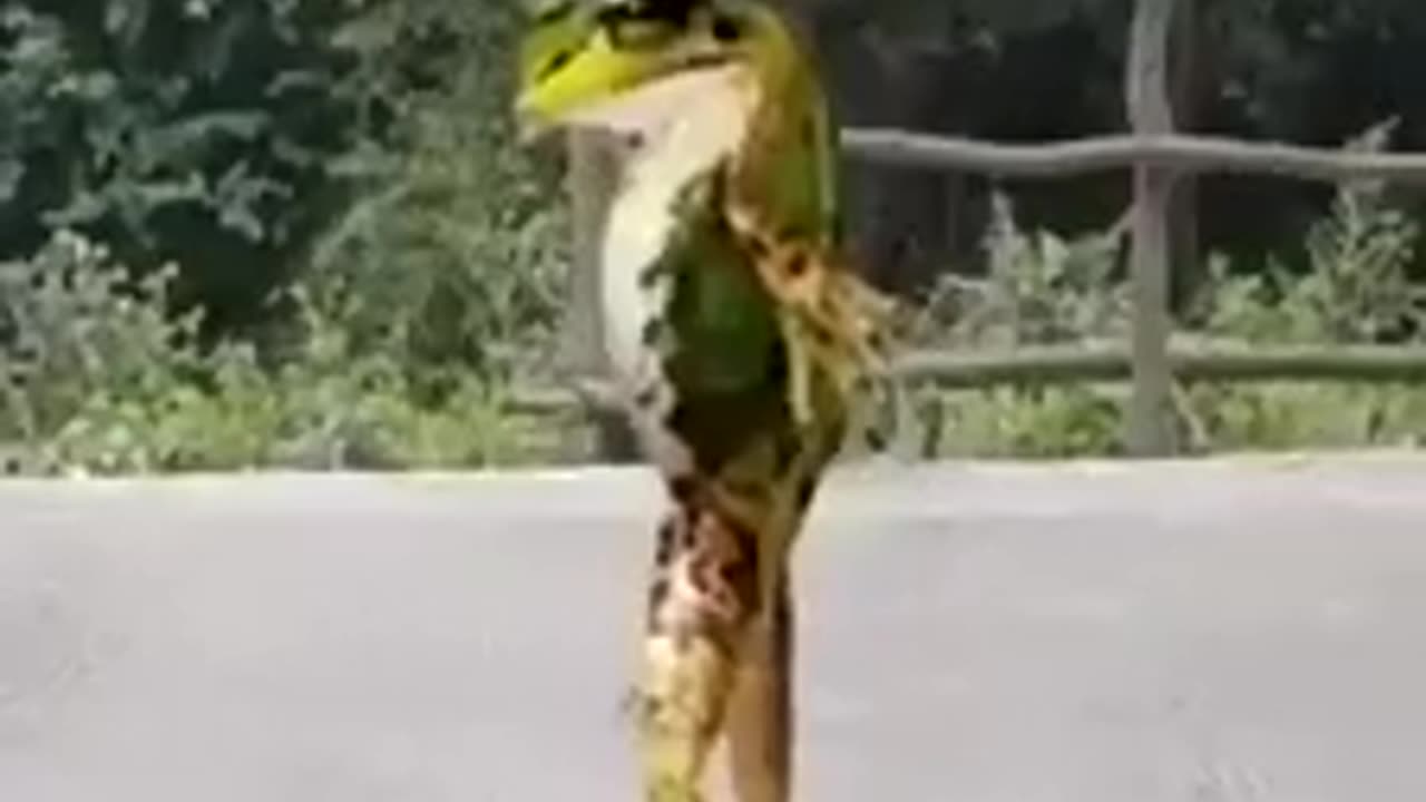 Frog dance