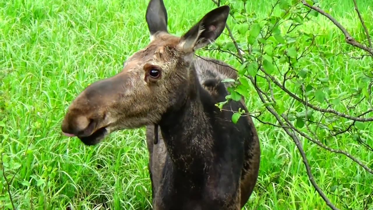 Mudhole Moose