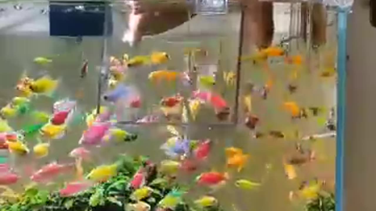 Beautiful.fishes🐬🐬🐬