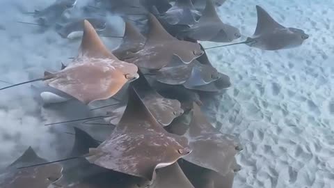 Have You Ever Seen A Cownose Ray Before #shorts #shortsvideo #video #viral