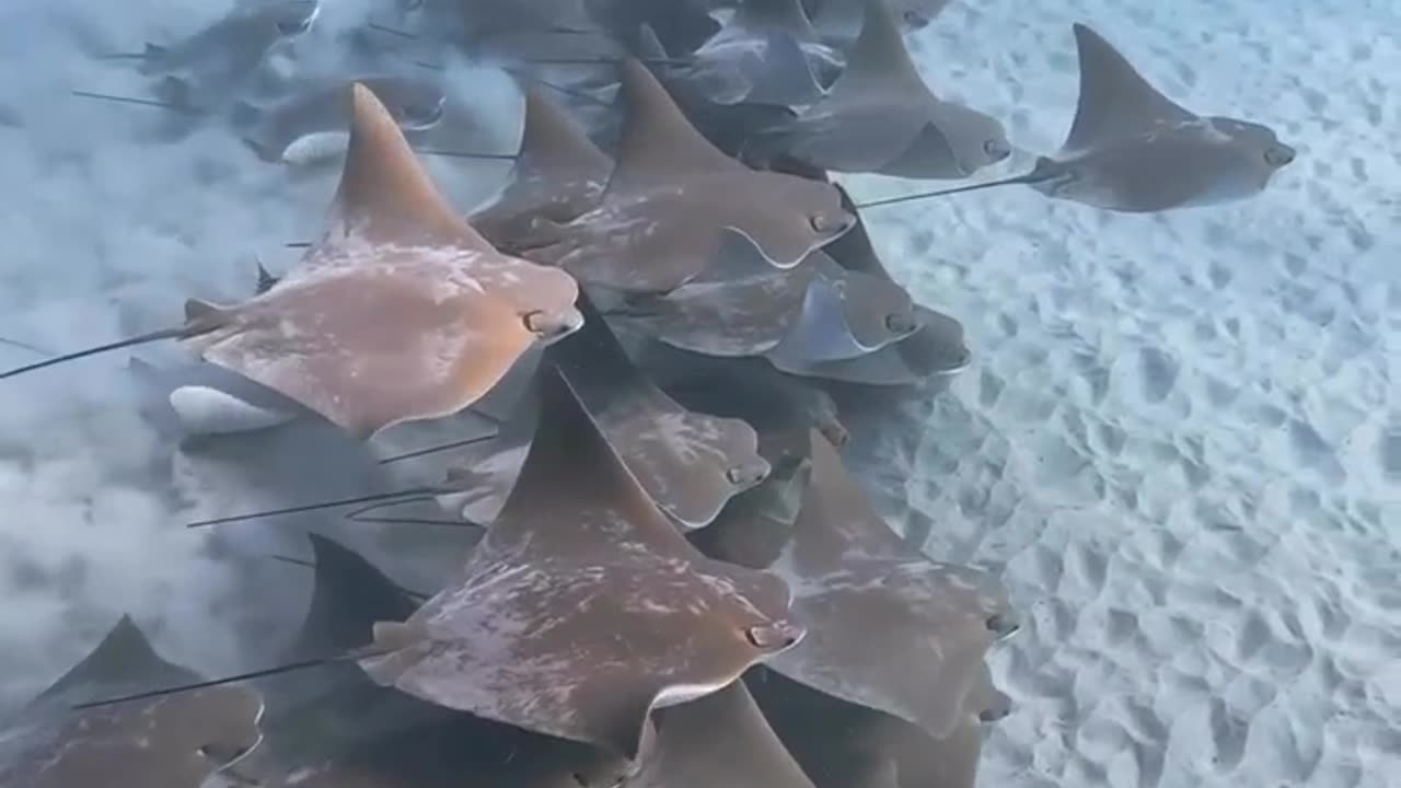Have You Ever Seen A Cownose Ray Before #shorts #shortsvideo #video #viral
